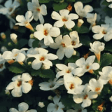 Bacopa Monnieri leaf extract