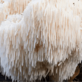 Lion's Mane mushroom extract